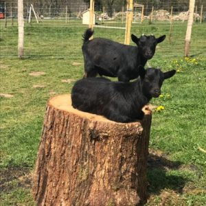 17469d2f-dd9b-4f6b-95bd-0a53bc38485a-1