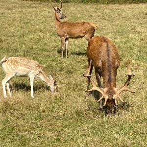 Daims et cerfs