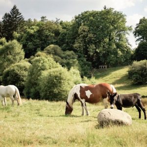 Box – Gîte – 3 jours, 2 nuits, 4 personnes