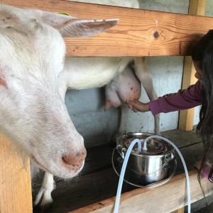 Traite chevre