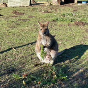 Wallaby1