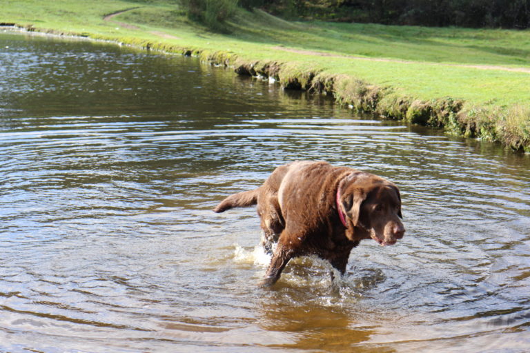 Petit étang - chien
