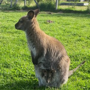 wallaby3